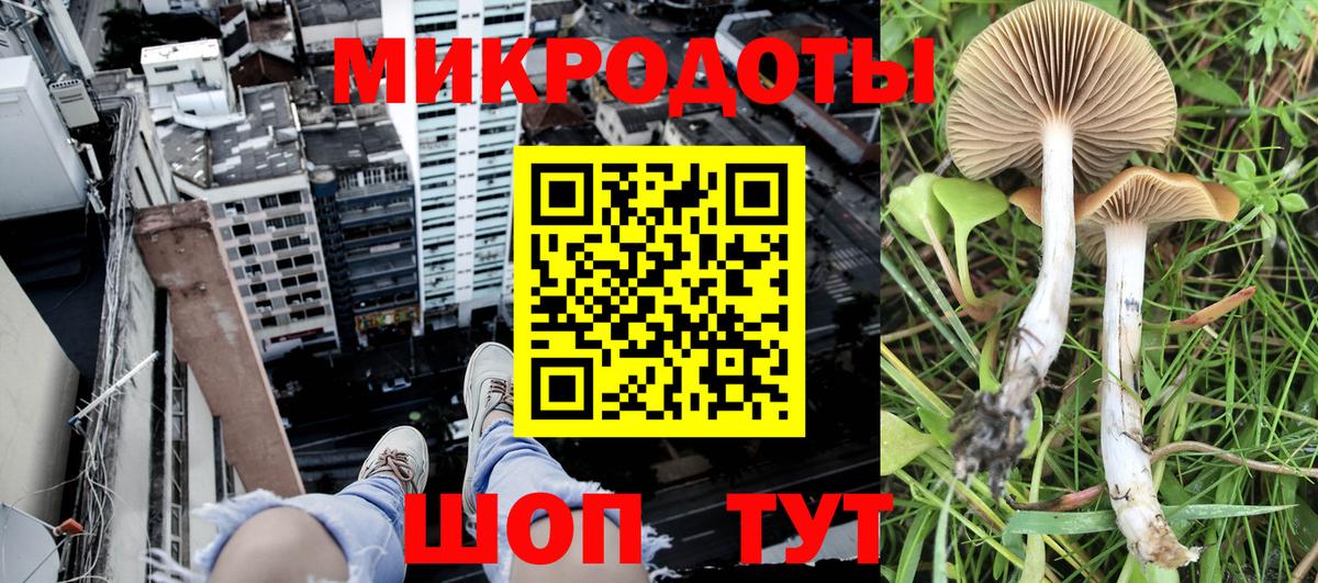 Псилоцибиновые грибы Psilocybe Новочеркасск